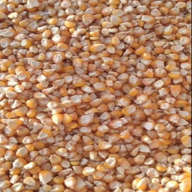 Top Selling Non GMO Yellow Maize Corn/ Yellow Corn & White Corn/Air Dried Yellow Maize Corn for Sale