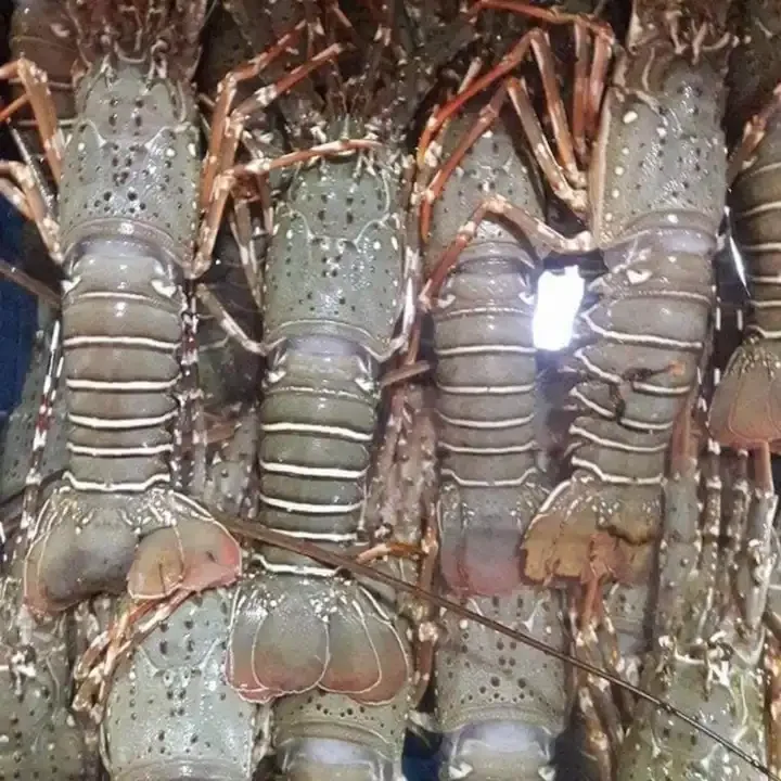 Fresh Frozen Lobsters, Raw Lobsters, Live Lobsters with Highest Export Quality