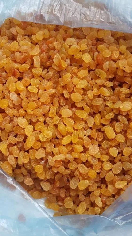 Top Selling 2022 100% Natural Green Raisins Indian Grade Fresh Golden Raisins Dry Fruits / Sultana Raisins  Manufacturer