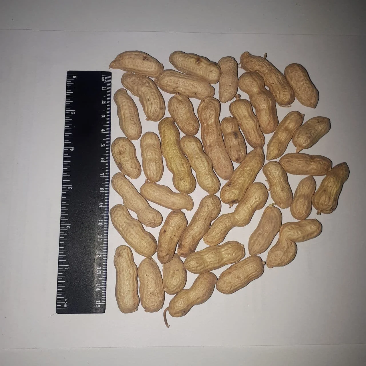 Wholesale Natural Organic First Grade Shelled Peanut Bulk Raw Peanut In Shell Laser Sorting Peanuts Nuts & Kernels