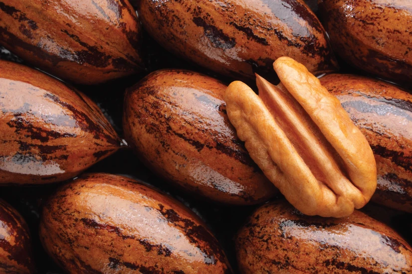 Pecan Nut Roasted Salted Pecans / Raw Pecan Nuts with Shell