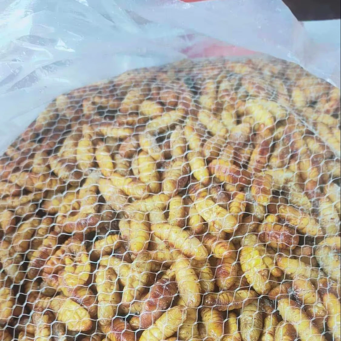 Куколки шелкопряда по низкой цене