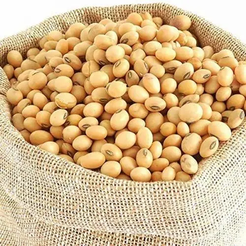 Non GMO Soybeans High Quality Soya Beans / Soy Bean for sale