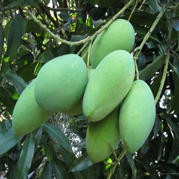 Fresh Mango 4.jpg
