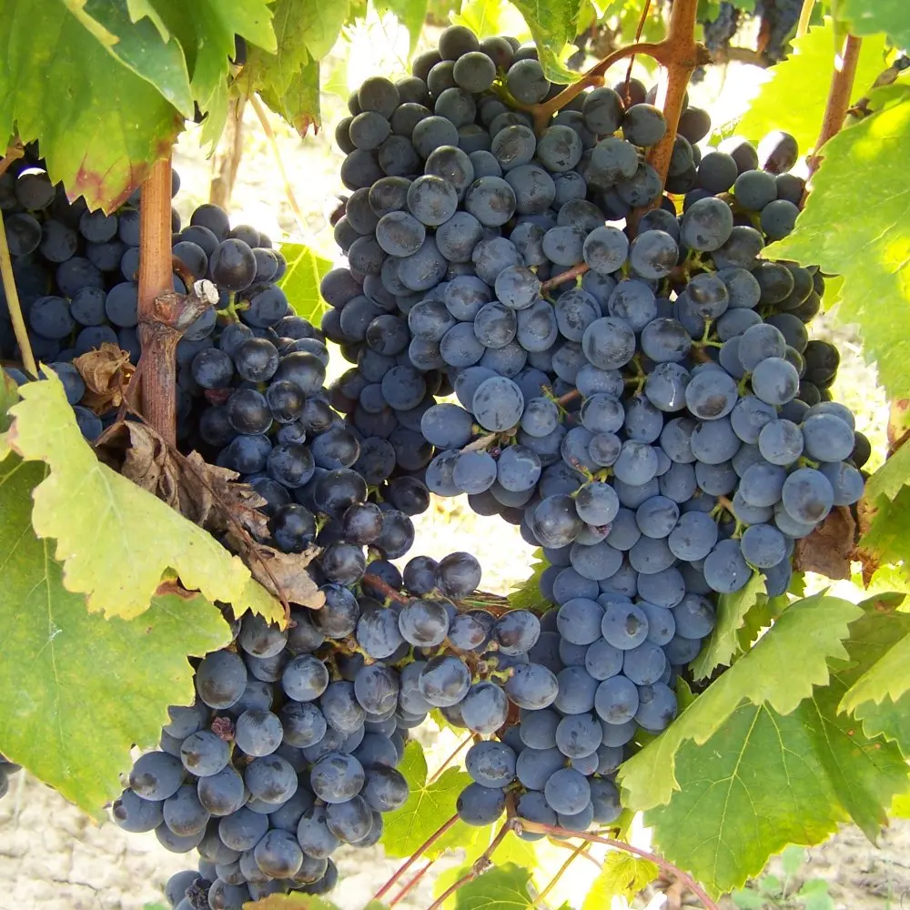 Сделано в Италии CHIANTI I MORI 750 мл высококачественное итальянское красное вино из