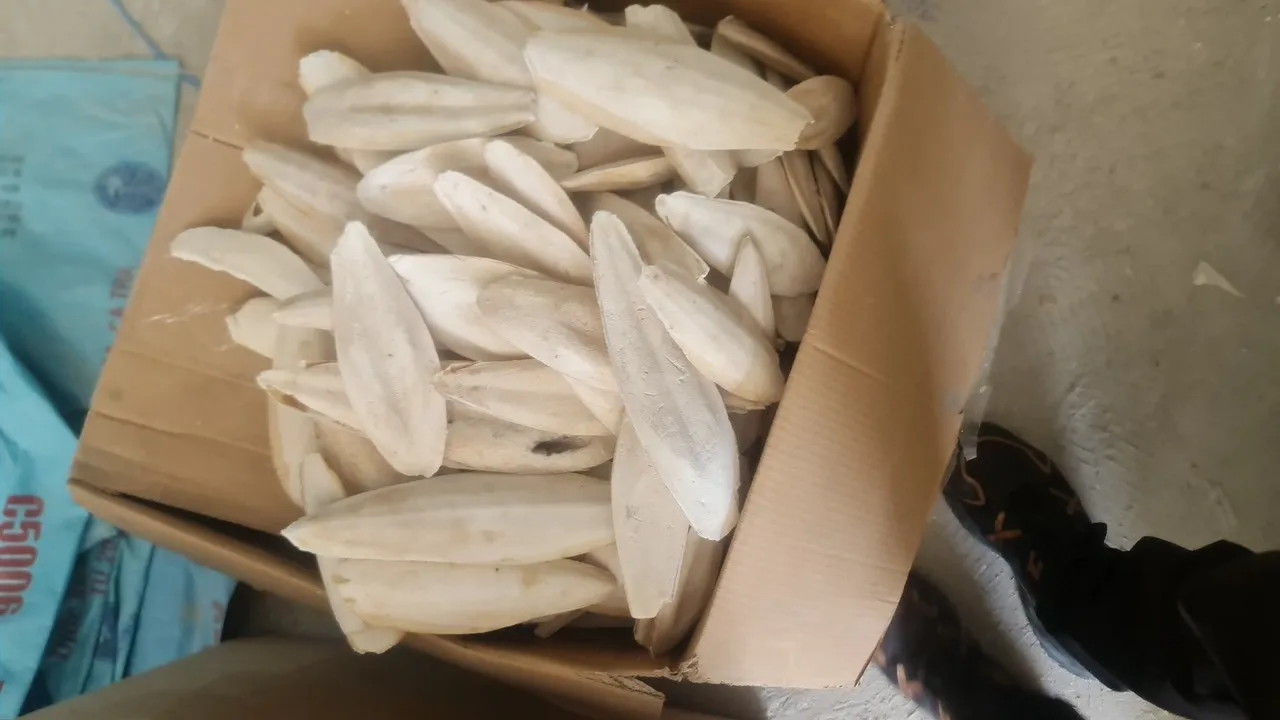 hot deal squid bone cuttlefish bone premium export cuttlefish bone