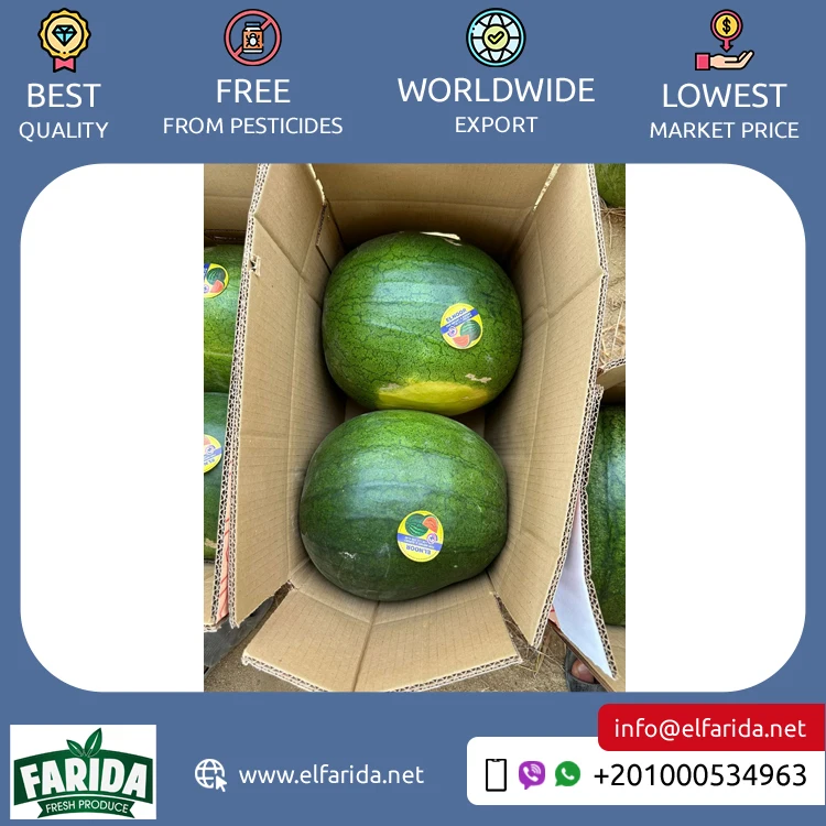 Competitive Price Best Selling Egypt Origin Export 100% Natural Delicious Original Taste Seeds/ Seedless Watermelon for Sale