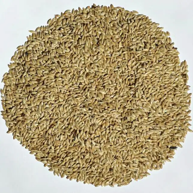 Wholesale Canary Seeds Price /Canary seeds for birds