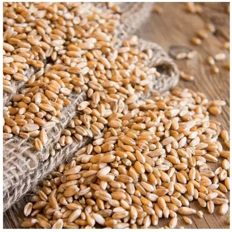 High Quality Wheat For Milling And Human And Animal Wholesale Supplier Organic Whole Wheat Grain For Sale In Reasonable Price
