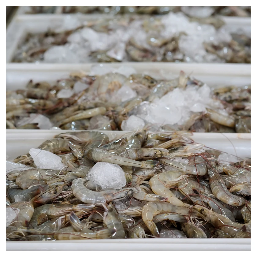 Wholesale Cheap Import Delicious Fresh Seafood Healthy Food Freshwater Live Frozen White Ecuador Shrimp