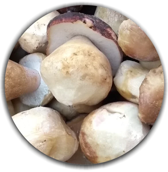 Frozen Boletus edulis (Cepas, Porcini, Steinpilze) whole first grade. Natural wild-growing mushrooms from Bulgarian forest.