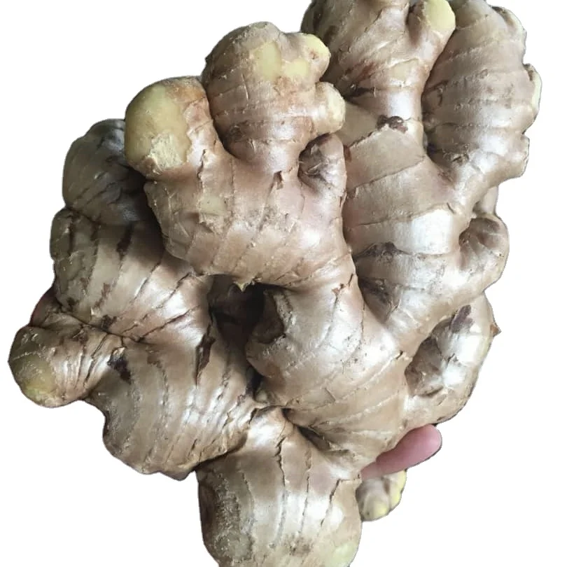 New Crop Fresh Ginger for Sale with Reliable Price