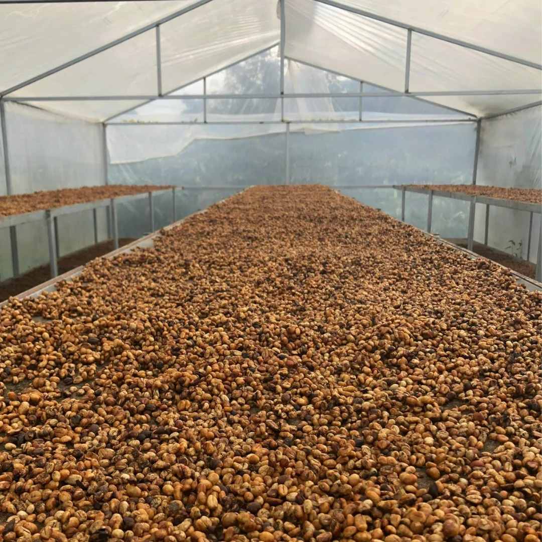 Agriculture Ready To Ship Wholesale High Quality Organic 100% Roasted Arabica Coffee Beans With 24 months From Vietnam
