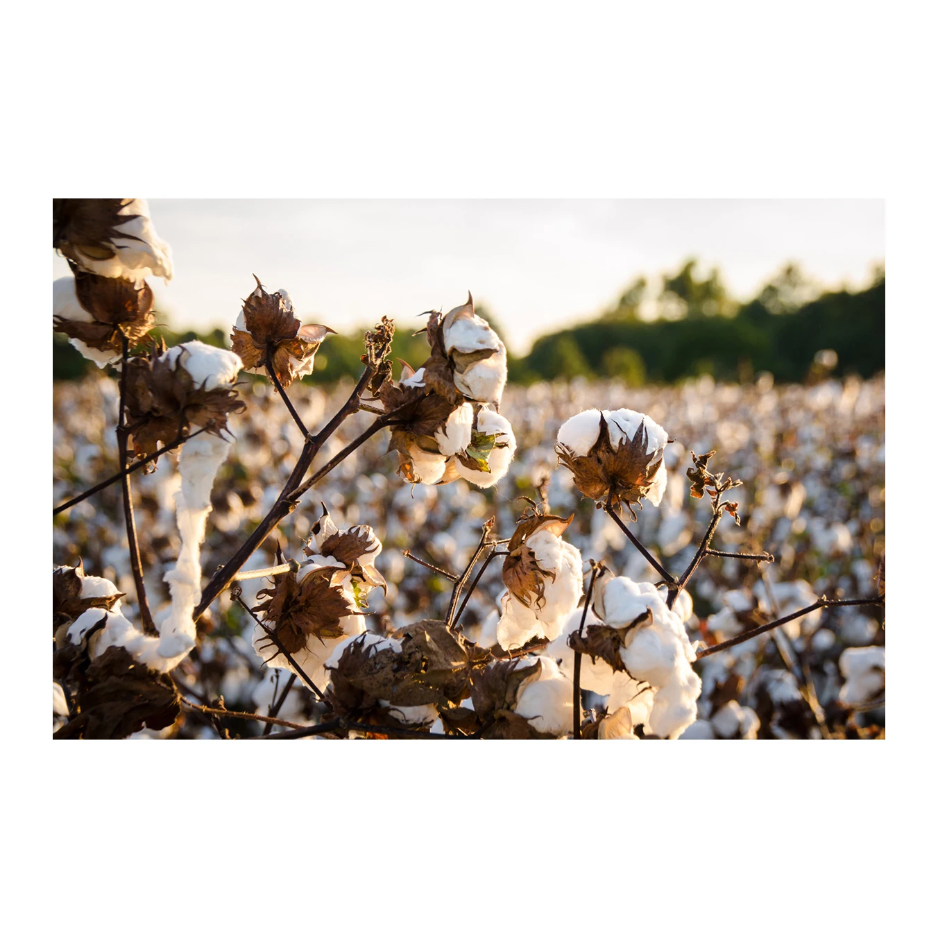 Wholesale Bulk Supply Cotton Seeds for Sale
