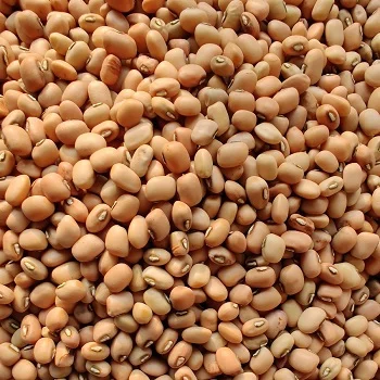 Black Eye Beans Non GMO Healthy nutrition minimum 1 ton for Export available in discount rate