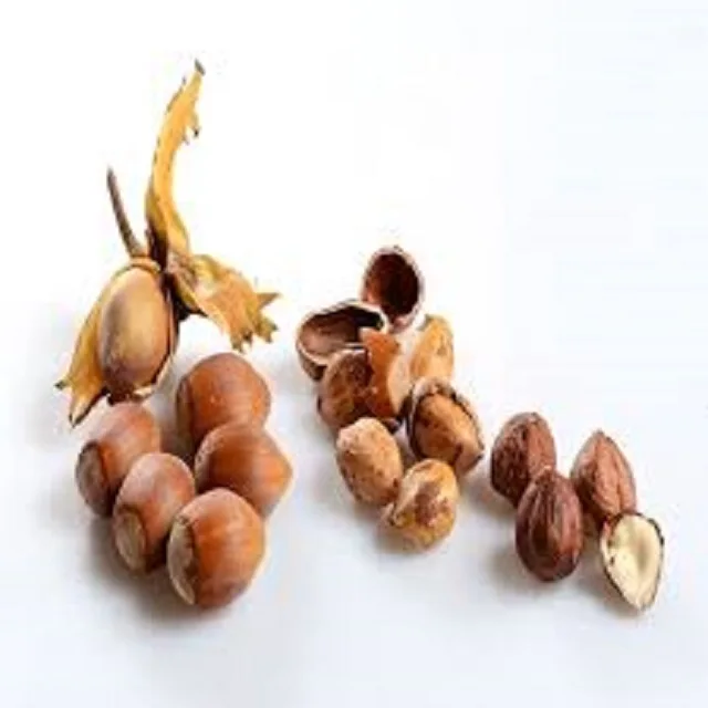 Wholesale Quality Raw Hazelnut Kernels In Shell organic Hazelnut 100% Natural Premium Quality hazelnut organic food color.