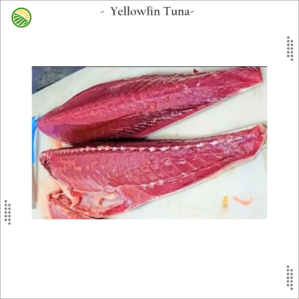 2022 Fresh Frozen Yellowfin Tuna Fillets Tunae Loin Exporters Of Tuna
