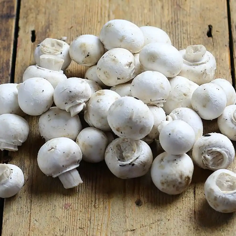 Fresh Mushroom from South Africa Market  in competitive price for bulk quantity upto 10 ton