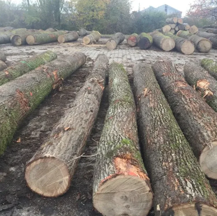 Wholesale Solid Wood Logs Black Walnut Slab Timber Grade ABUBINGA BUBINGA