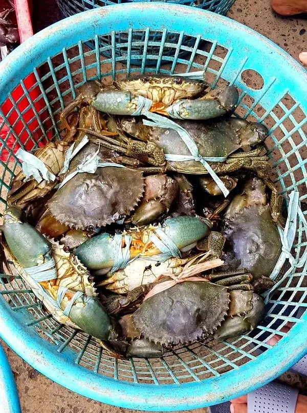 Frozen Live Fresh Mud Crab (Male And Female)