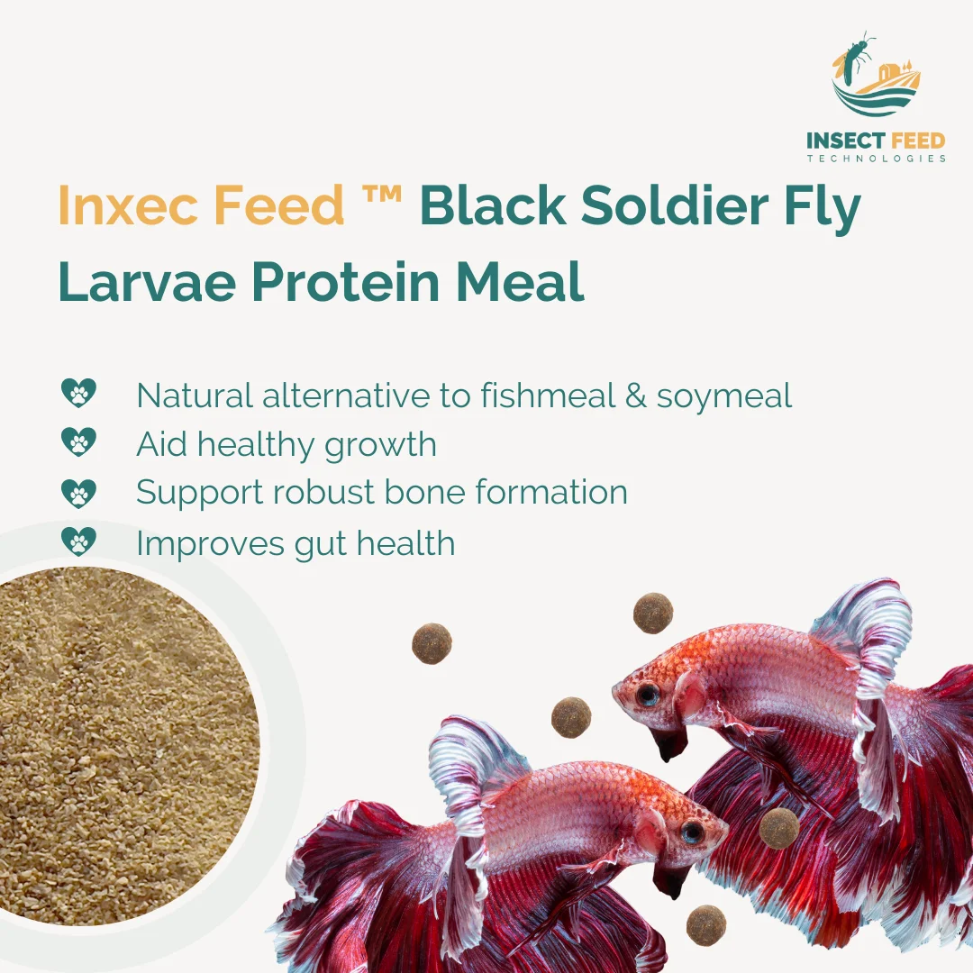 Customization Applicable Wholesale Milled Larvae for Pets Protein Powder Black Soldier Fly Natural Animal Feed Better Taste