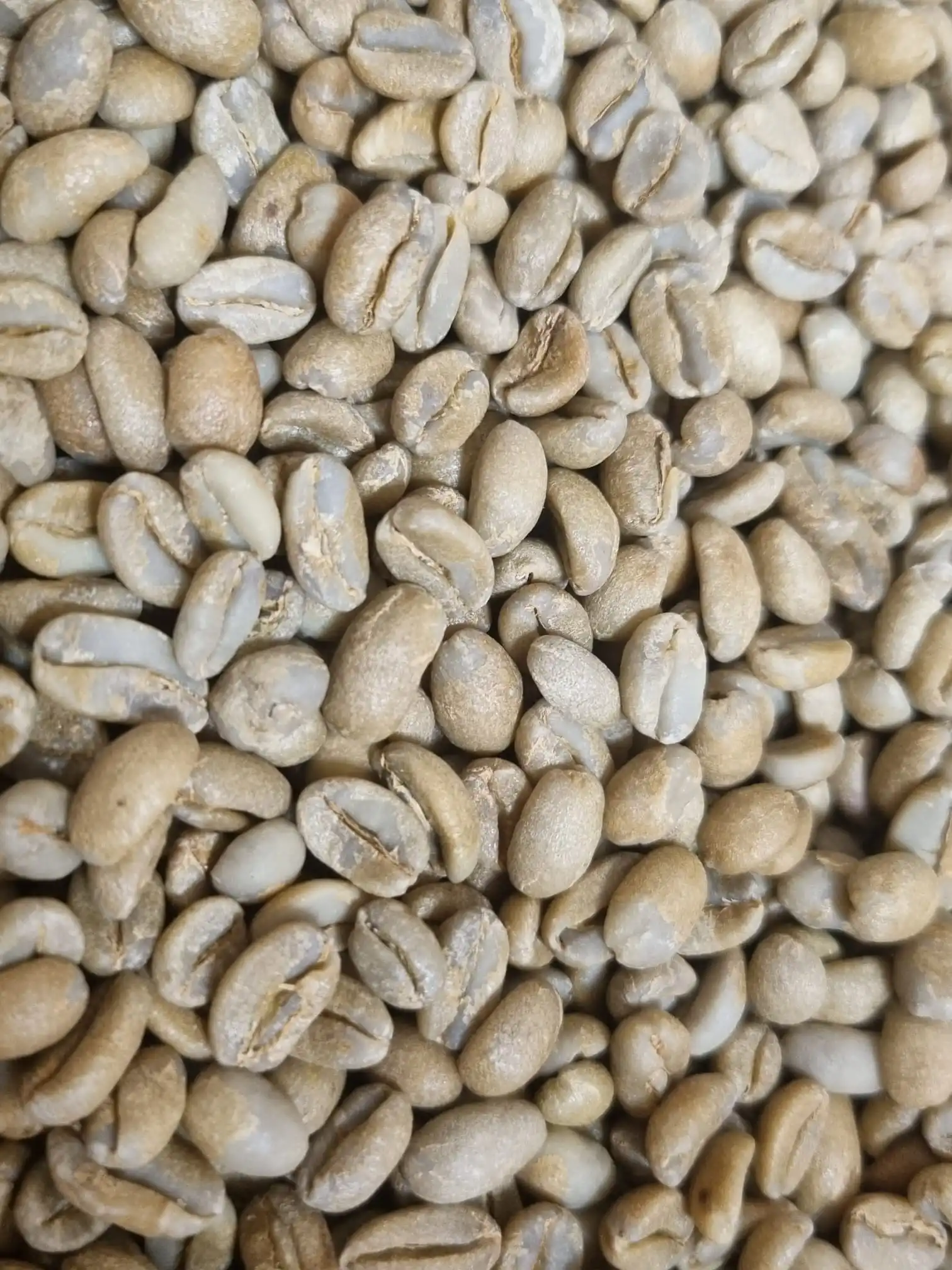 Premium Quality Peru Cafe Femenino Certified Cocoa Nutty Arabica Green Coffee Beans 1 kg bag Green Coffee Beans For Wholesale