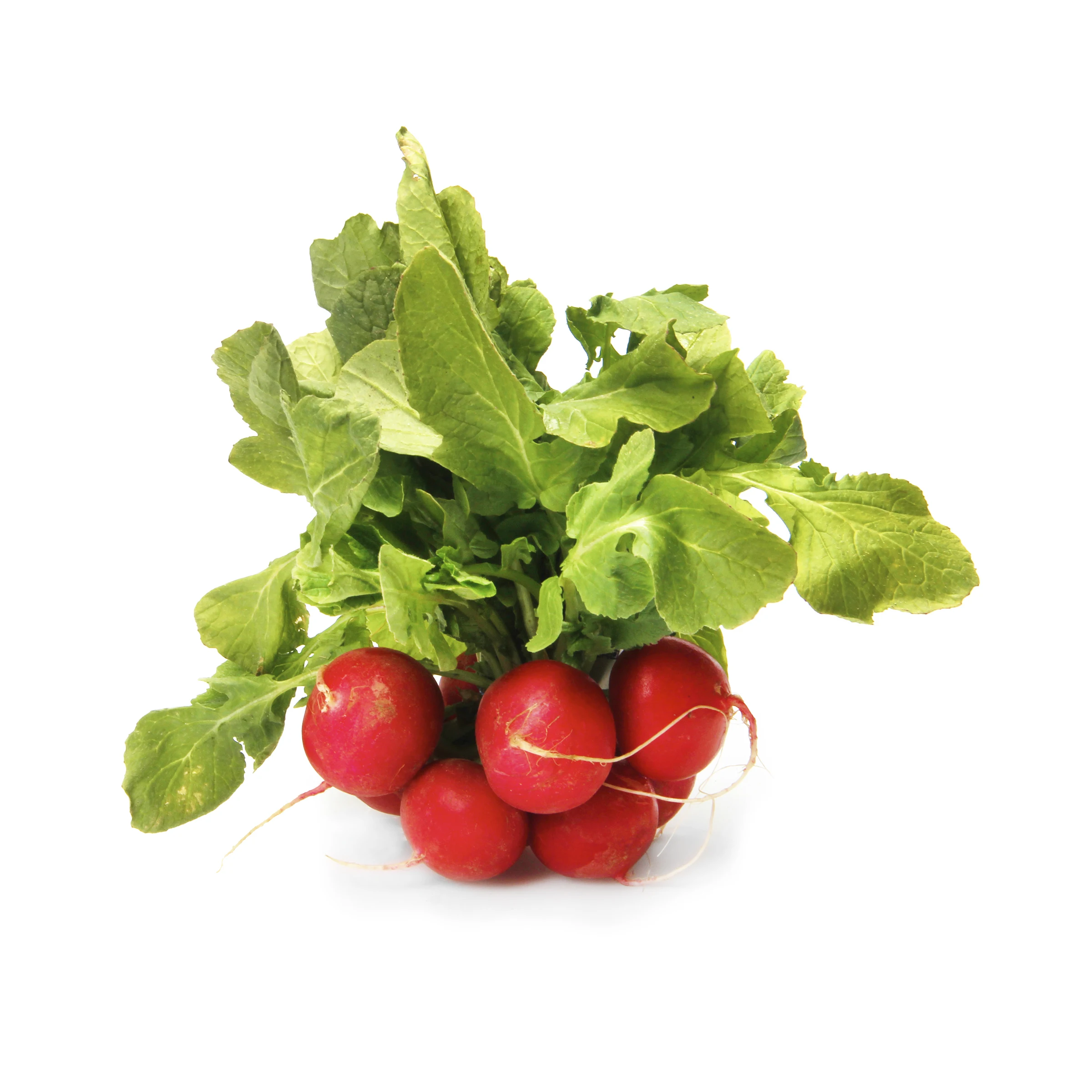 Best Selling Red Radish At Wholesale Price