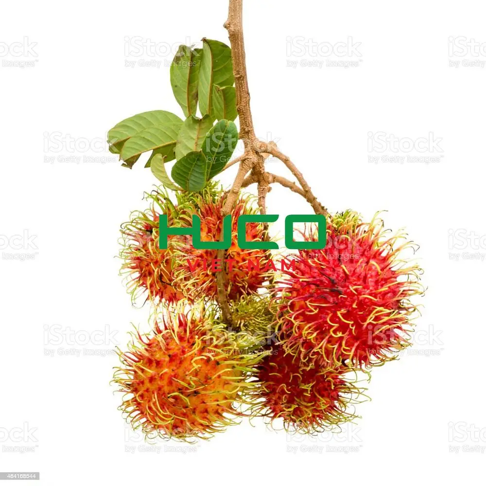 Best Quality Good Price 100% Organic Fresh Rambutan From Vietnam