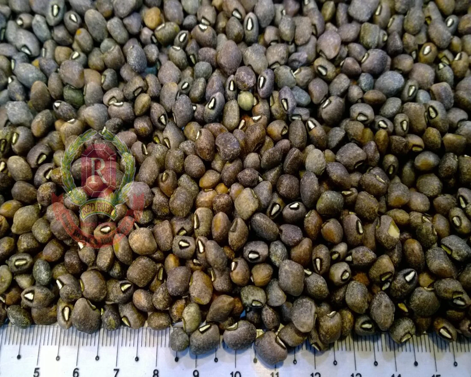 Black Pelun Beans / BoCate Beans