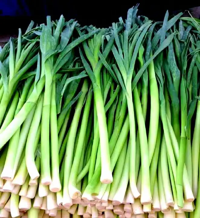 Fresh high quality green onions from Egypt