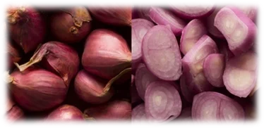 Экспорт свежего красного лука высшего качества (+ 84983028718)