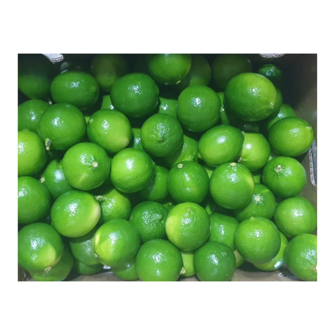 Manufacture Versatile Lemons and Limes high quality fresh lime / natural green limefresh lime from Vietnam
