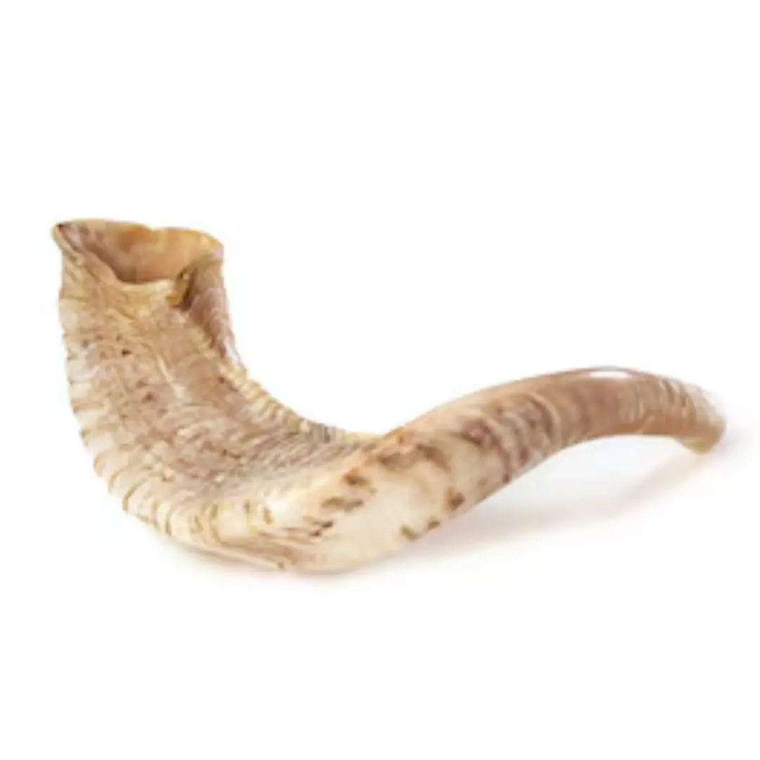 Top Selling Real Sheep Horn Real Best Quality With Polished Hand Made Top Selling India Handicraft By Nhe Overseas