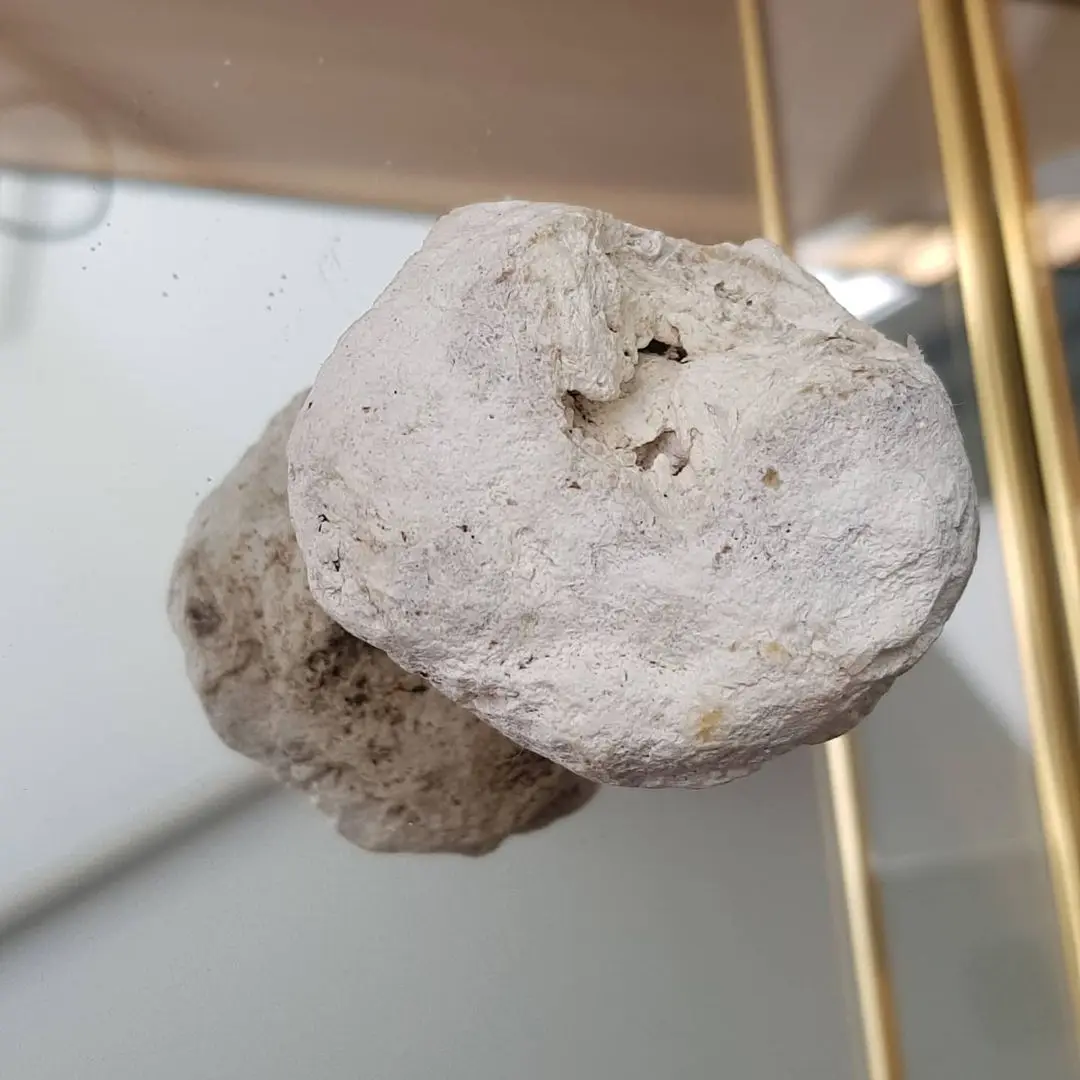 Floating Gold Ambergris Whale Vomit Wholesale Supplier | Shop Online The Treasure Of The Sea