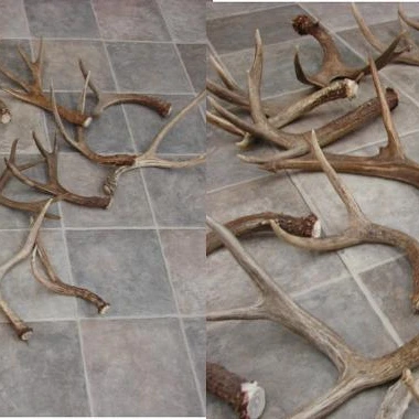 Antlers 8.jpg