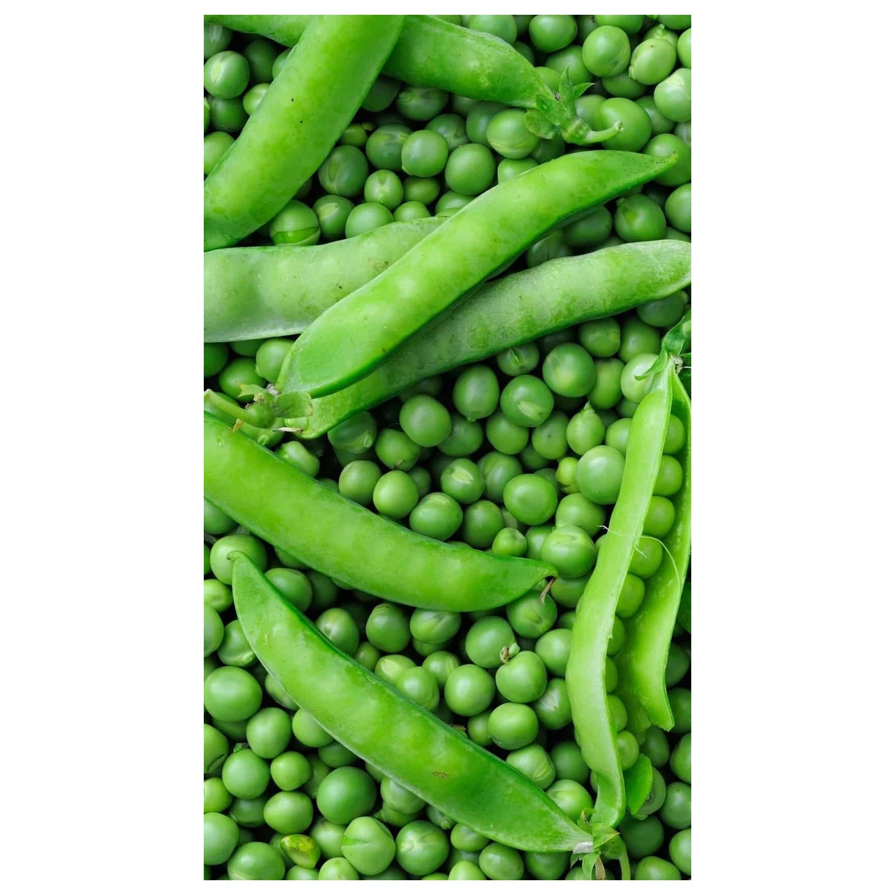 Premium Quality Food Grade Dried Green Peas in Low Price Canned Green Peas / Sweet Peas with High Quality