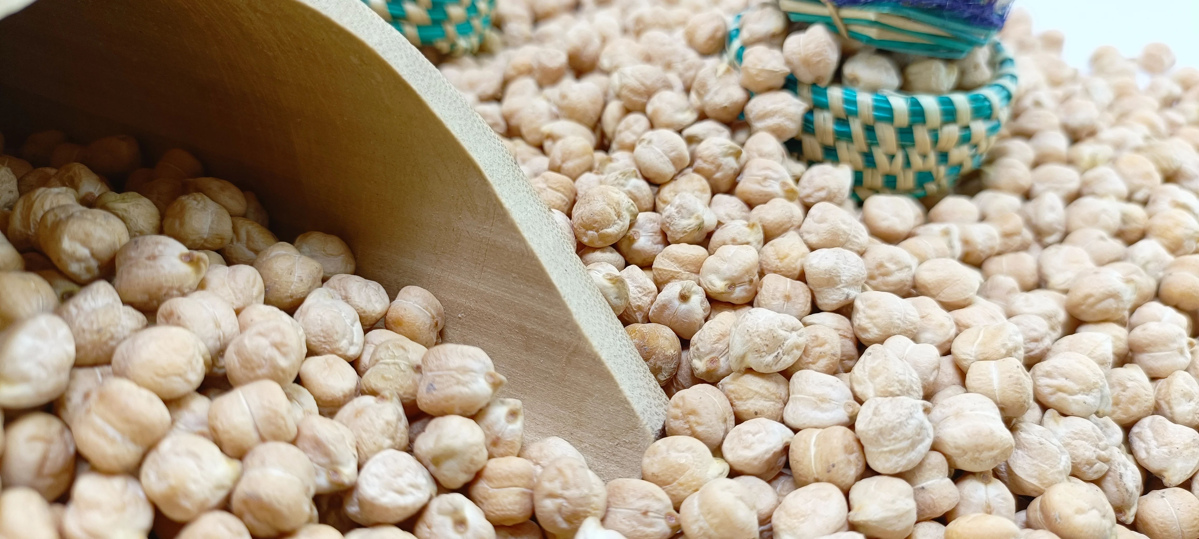 Kabuli Chickpea DP-47