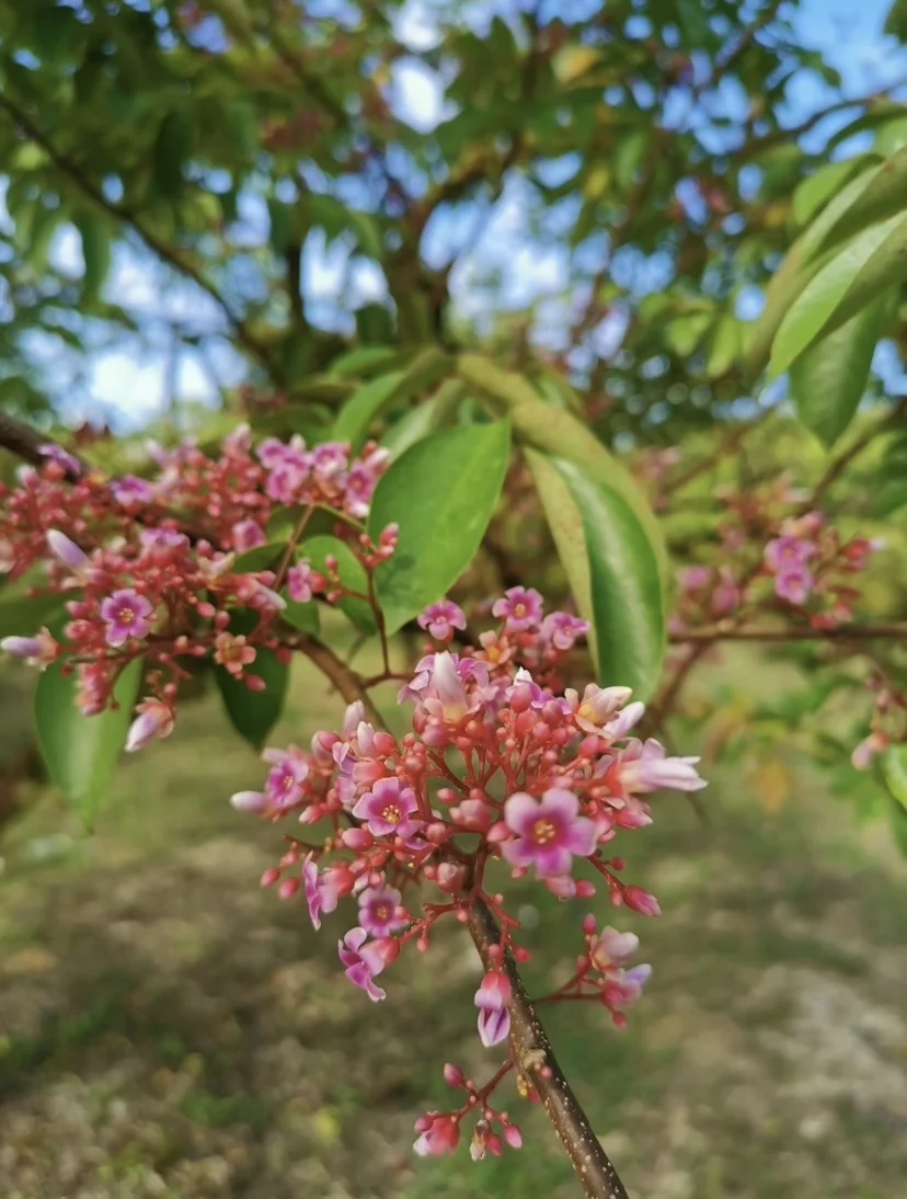 Hot Selling Fresh Starfruit Carambola from Malaysia Export Halal HACCP Premium Organic Malaysia Fruit High Grade Dry Fruits