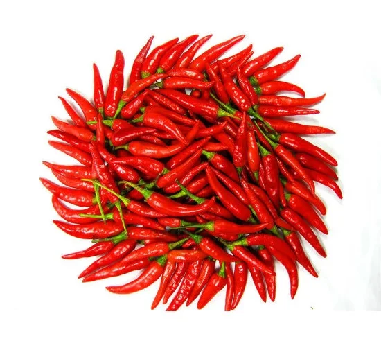 100% High Quality Chili Wholesale Fresh Red Chili Best Price Red Hot Chili Vietnam Ready To Ship For Seasoning and Spices
