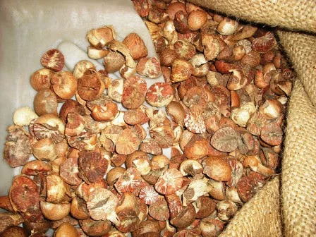 [2022] Super best selling product! DRIED BETEL NUT high quality products at low prices in Vietnam market.