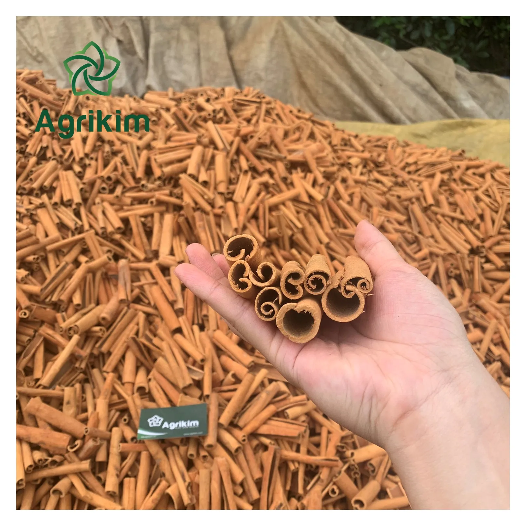 Wholesale Price Agriculture Product cassia/cinnamon stick Superior Quality Vietnam Origin Free Sample Must try +84 326055616