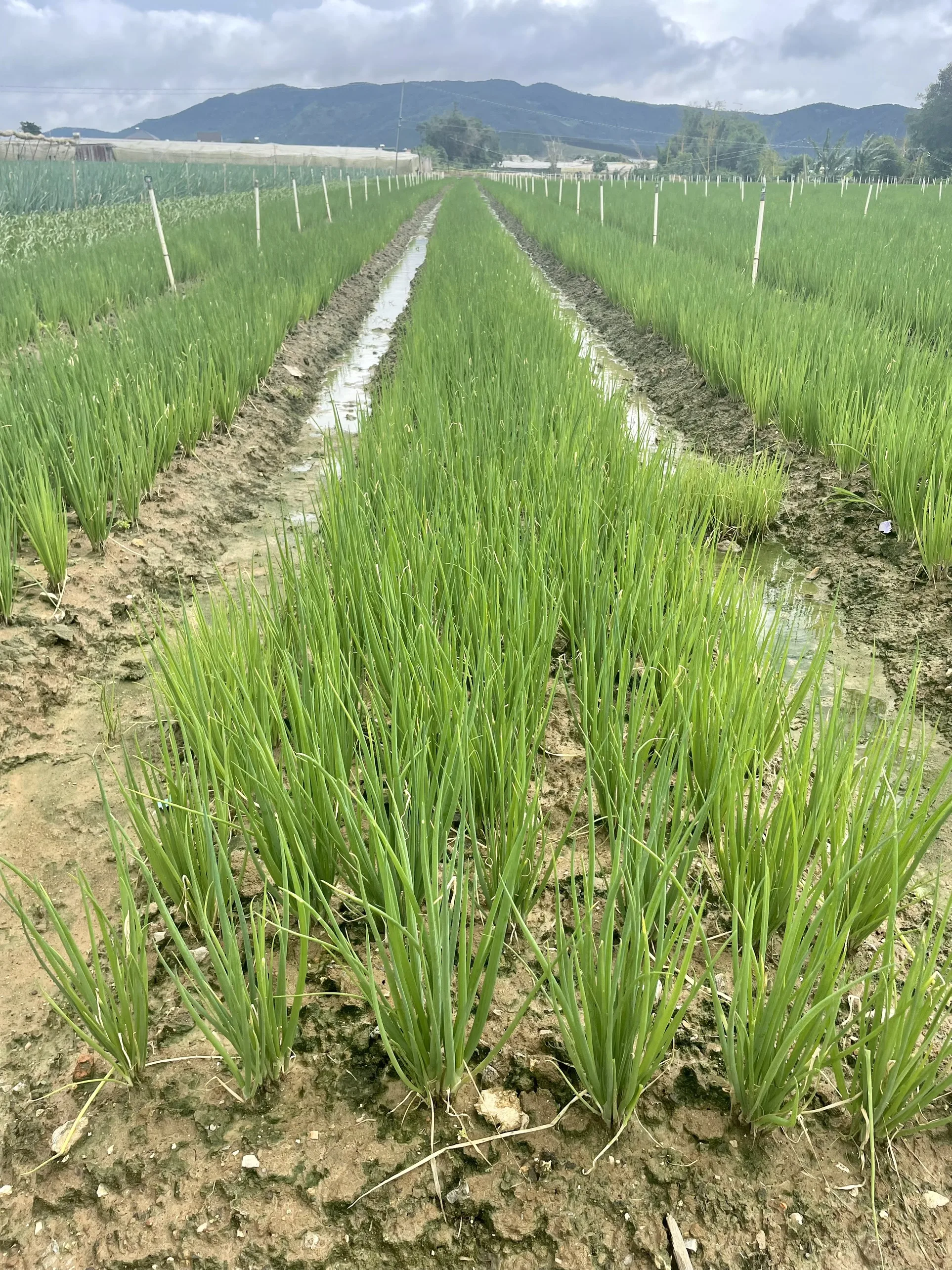 Vietnamese Paro Onion Good For Healthy Export Food Organic Farm Packaging Made In Vietnam Trading