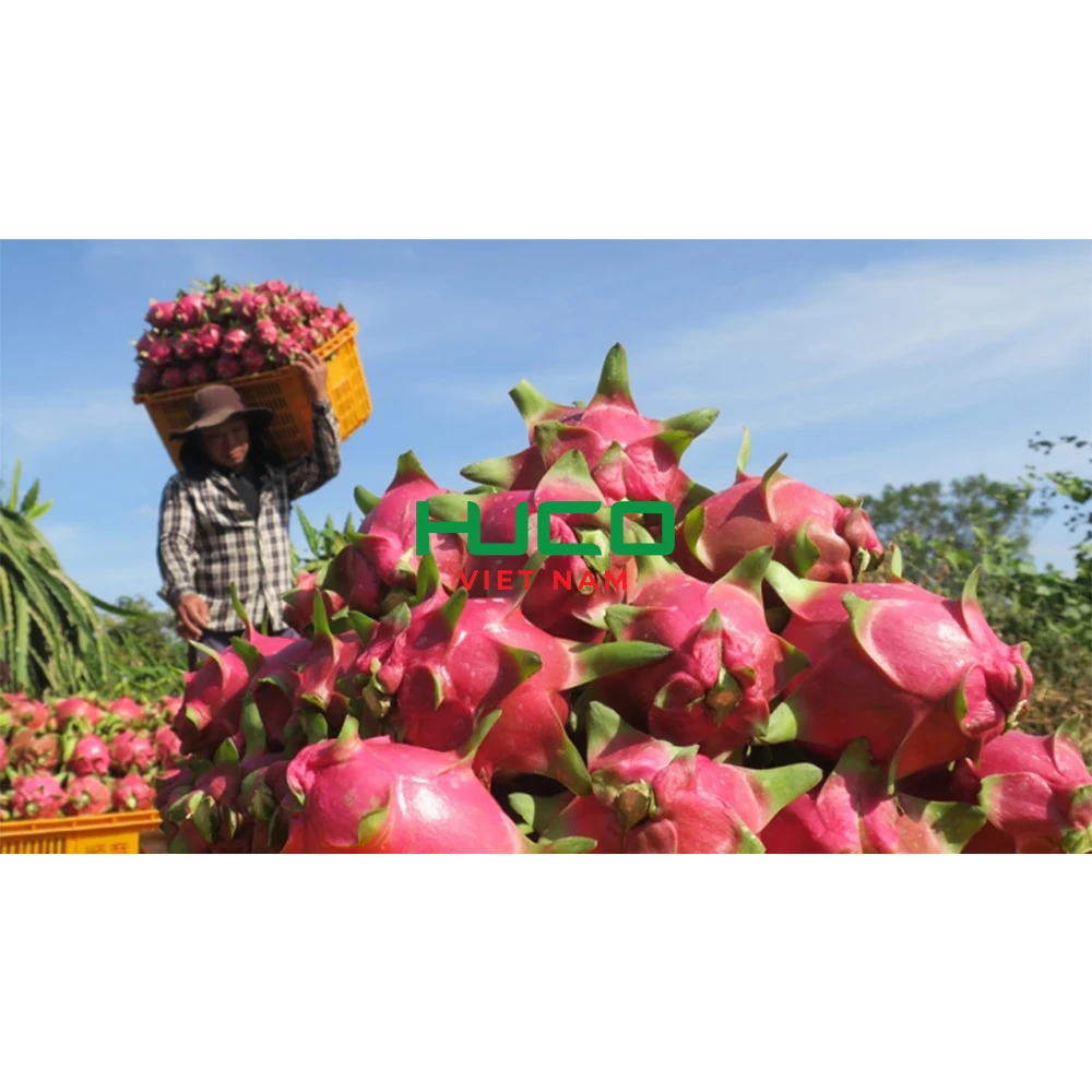Cheap Price Dragon Fruit/ Wholesale Pitaya Fruit Vietnam/ Fresh Dragon Fruit New Season