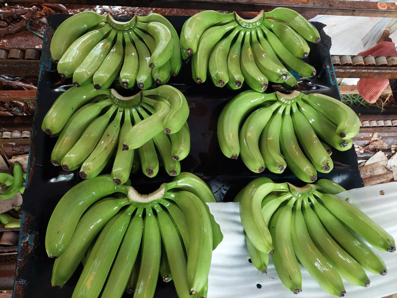 Green Fresh Cavendish Banana Cheap Price High Quality From Vietnam