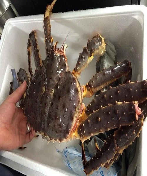 Frozen Crab Meat9.jpeg
