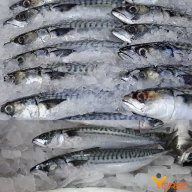 Wholesale High Quality Seafood frozen mackerel fish