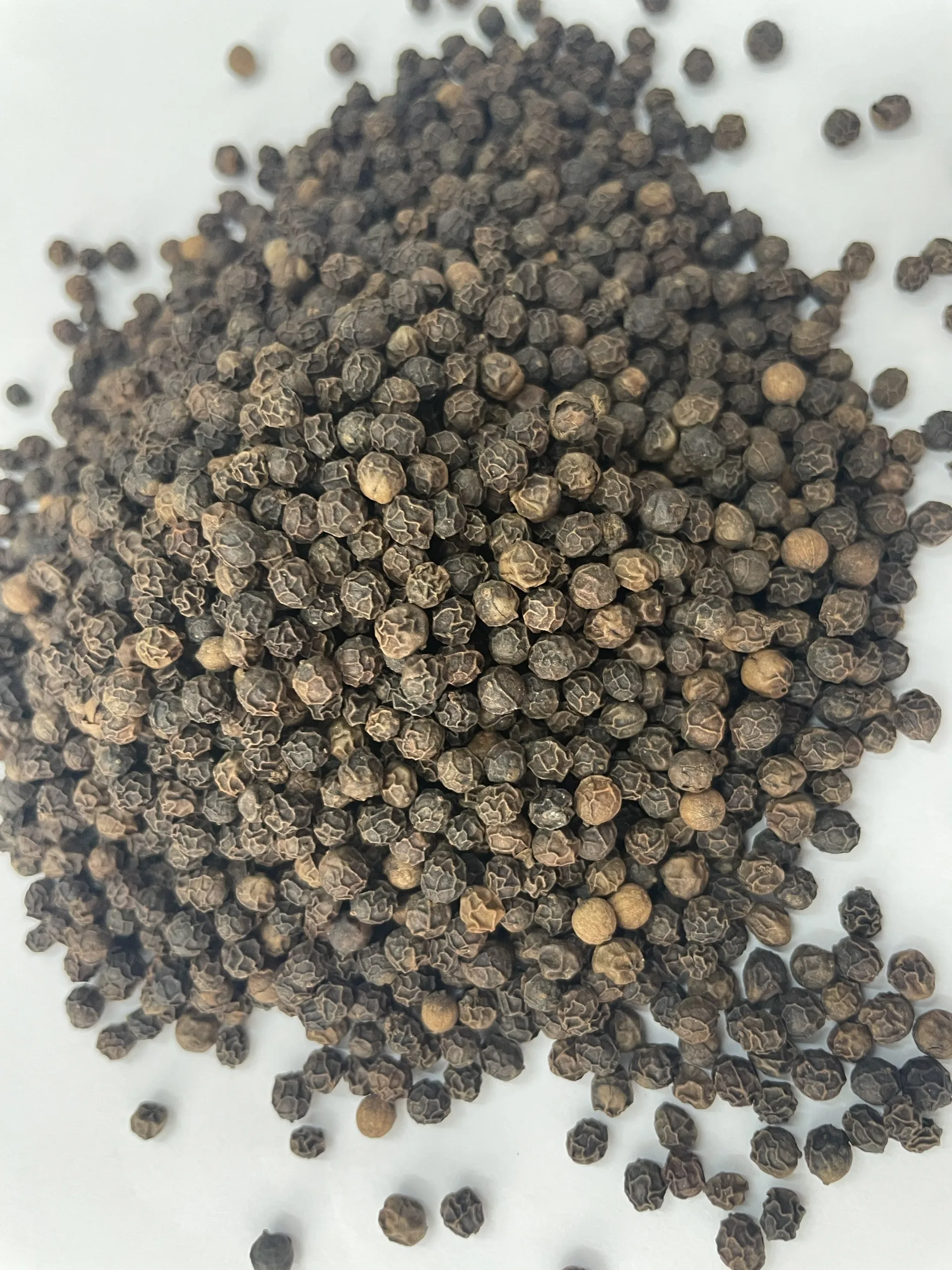 Black pepper 550GL  Machine cleaned and sterilized Service Cooking Purchase Vietnam Trading Professional High Quality