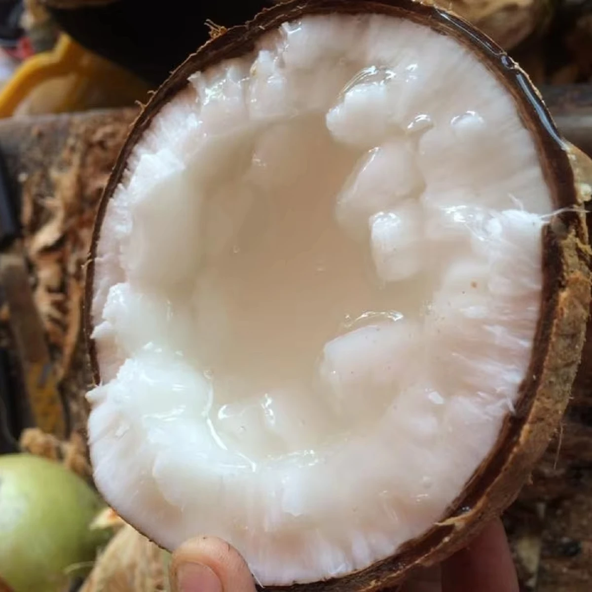 VIETNAMESE MACAPUNO COCONUT PURE NATURAL FROM VIET NAM ORGANIC COCONUT READY TO SHIP