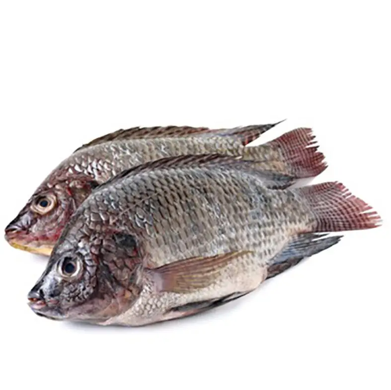 whole-tilapia.jpg