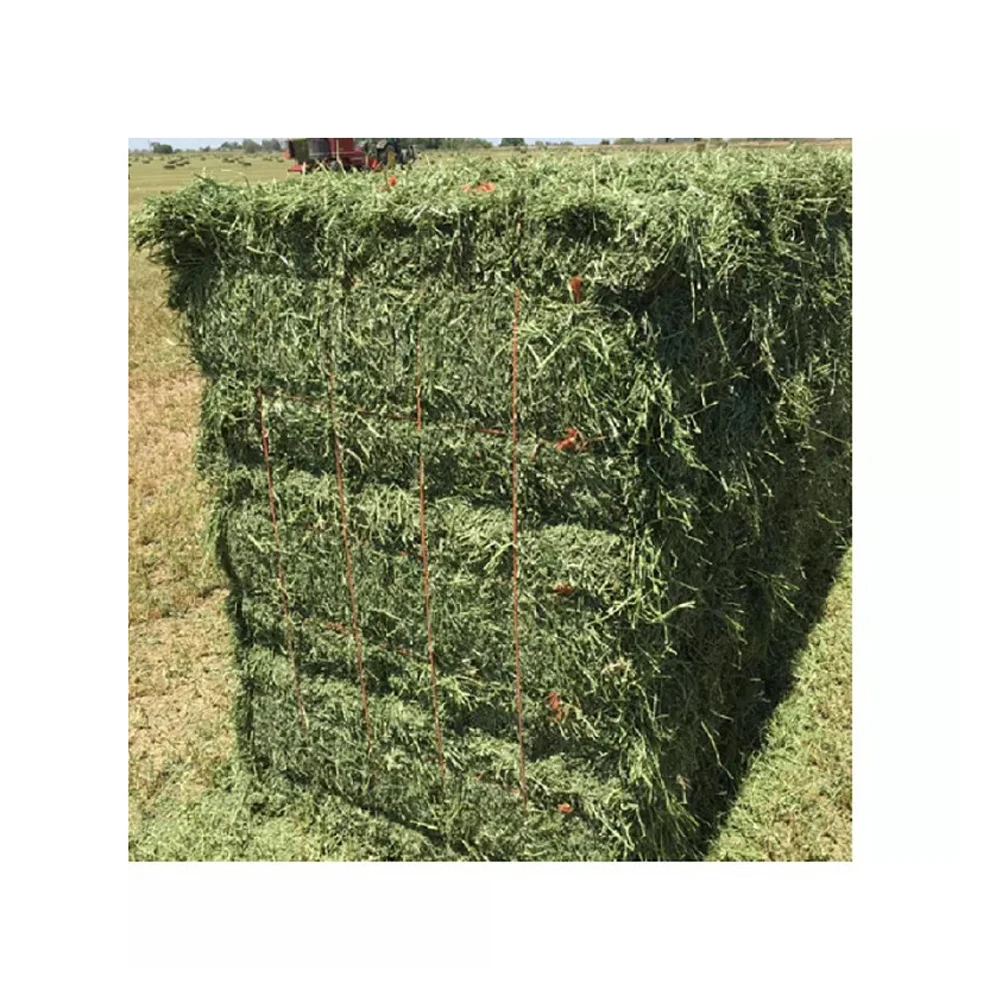 Quality alfalfa hay bays / Alfafa pellets / Dehydrated Alfalfa cubes timothy hay